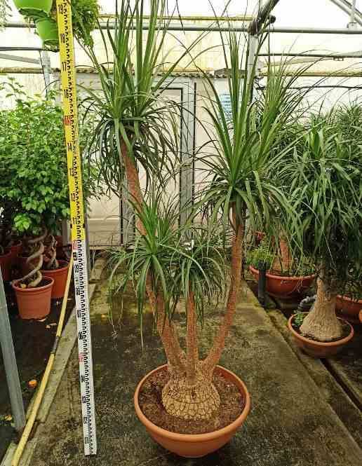 Sans Marque - Beaucarnea recurvata [syn. Nolina r.] SPECIMEN Taille:Pot de 60L - 1 tronc - 175/200cm - Imagen 3