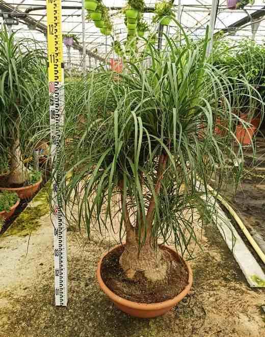 Sans Marque - Beaucarnea recurvata [syn. Nolina r.] SPECIMEN Taille:Pot de 60L - 1 tronc - 175/200cm - Imagen 1