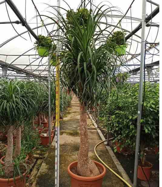 Sans Marque - Beaucarnea recurvata [syn. Nolina r.] SPECIMEN Taille:Pot de 60L - 1 tronc - 175/200cm - Imagen 6