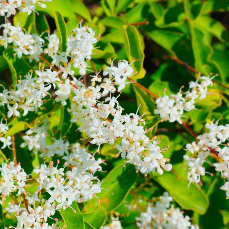 10 Troène Du Japon (Ligustrum Japonicum) - Haie de Troène Du Japon -  - Pépinières Naudet - Imagen 2