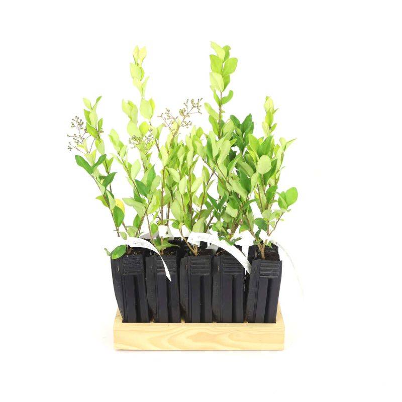 10 Troène Du Japon (Ligustrum Japonicum) - Haie de Troène Du Japon -  - Pépinières Naudet - Imagen 3