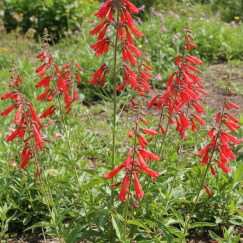 Penstemon eatonii à fleurs Rouge/ - feuillage Caduc - Godet - 5/20 cm
