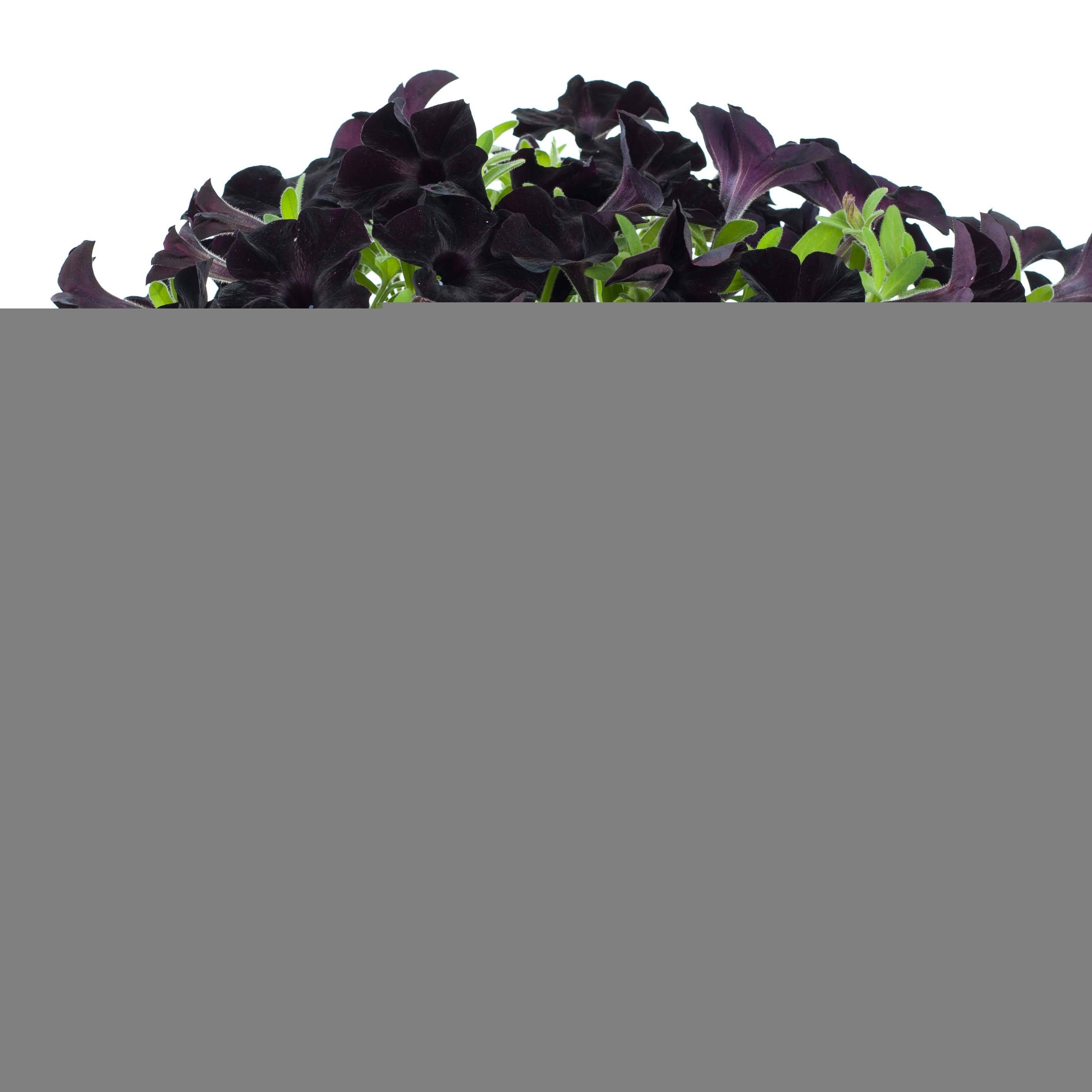 Pétunia Black Ray Mini-motte Ø 3/4 cm, Livré en plant vert de 5 à 10 cm de hauteur (par 3)