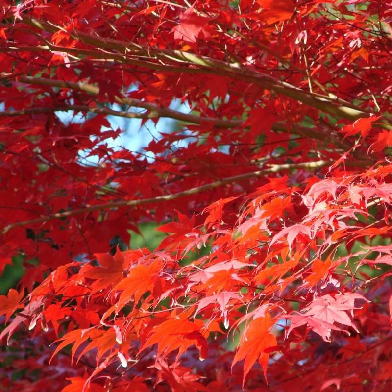 Érable du Japon Shirazz, Acer palmatum - Pot de 4L - 40/60 cm - Imagen 5