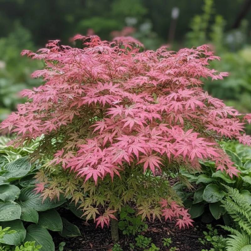 Érable du Japon Shirazz, Acer palmatum - Pot de 4L - 40/60 cm - Imagen 4