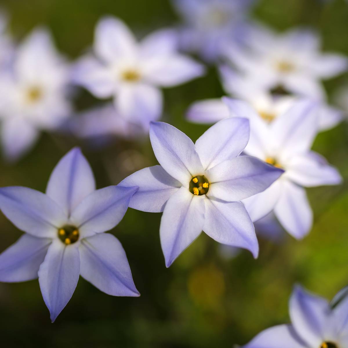 Promesse de Fleurs - Ipheion uniflorum Bulbe calibre 4+ (par 20)