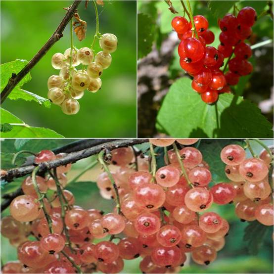 Collection de 3 groseilliers rouge, blanc, rose - Collection de 3 plantes