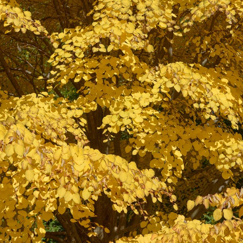 Promesse de Fleurs - Arbre à caramel - Cercidiphyllum japonicum Pot de 3L/4L - Image 1