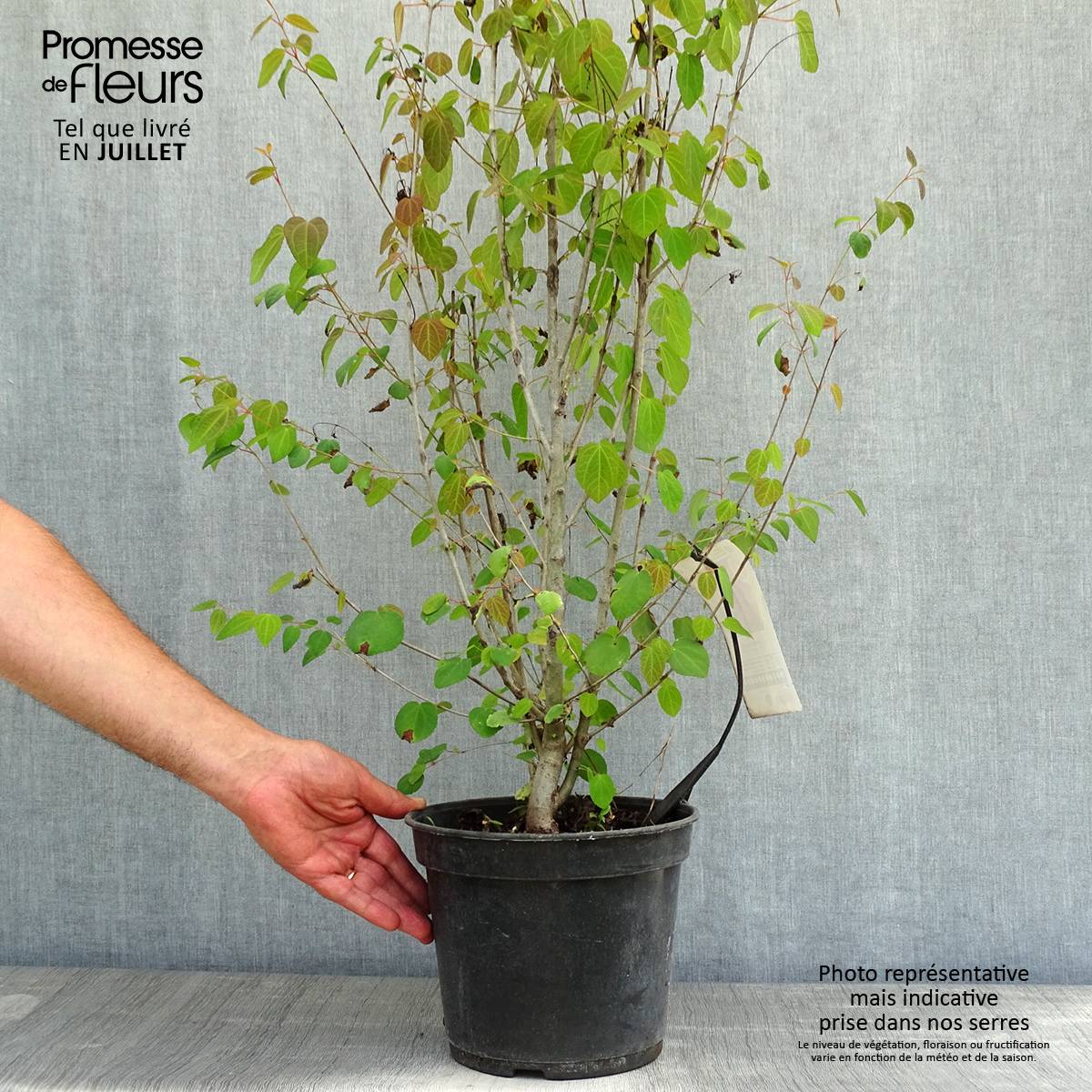 Promesse de Fleurs - Arbre à caramel - Cercidiphyllum japonicum Pot de 3L/4L - Image 2