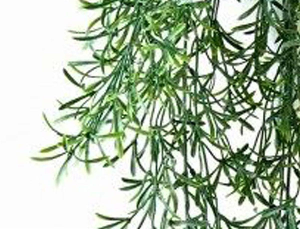 Artificielles - Feuillage factice Asparagus Sauvage en chute L70cm D35cm dense - Imagen 3