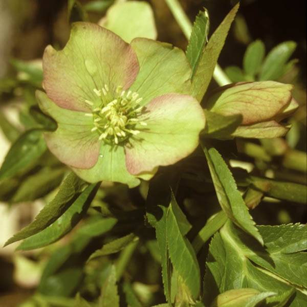 Promesse de Fleurs - Hellébore torquatus Pot de 12 cm / 13 cm
