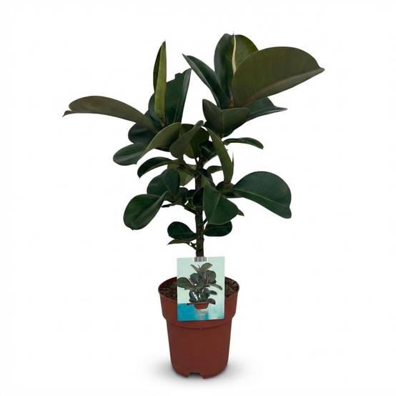 Caoutchouc - D19 H65cm - Image 2