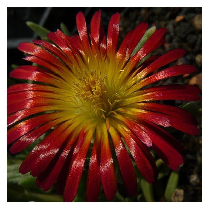 Delosperma Orange Wonder®, Pourpier vivace à fleurs Jaune/Orange - feuillage Persistant - Pot de 3L - 20/40 cm