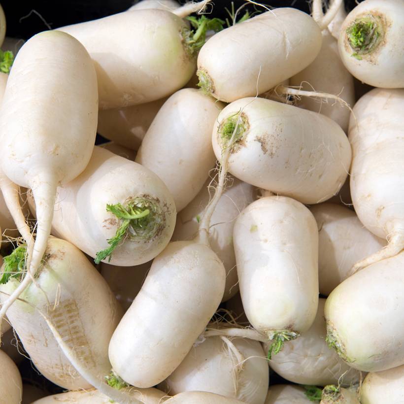 Navet des Vertus Marteau - Brassica rapa le sachet de 2000 graines environ (5g)