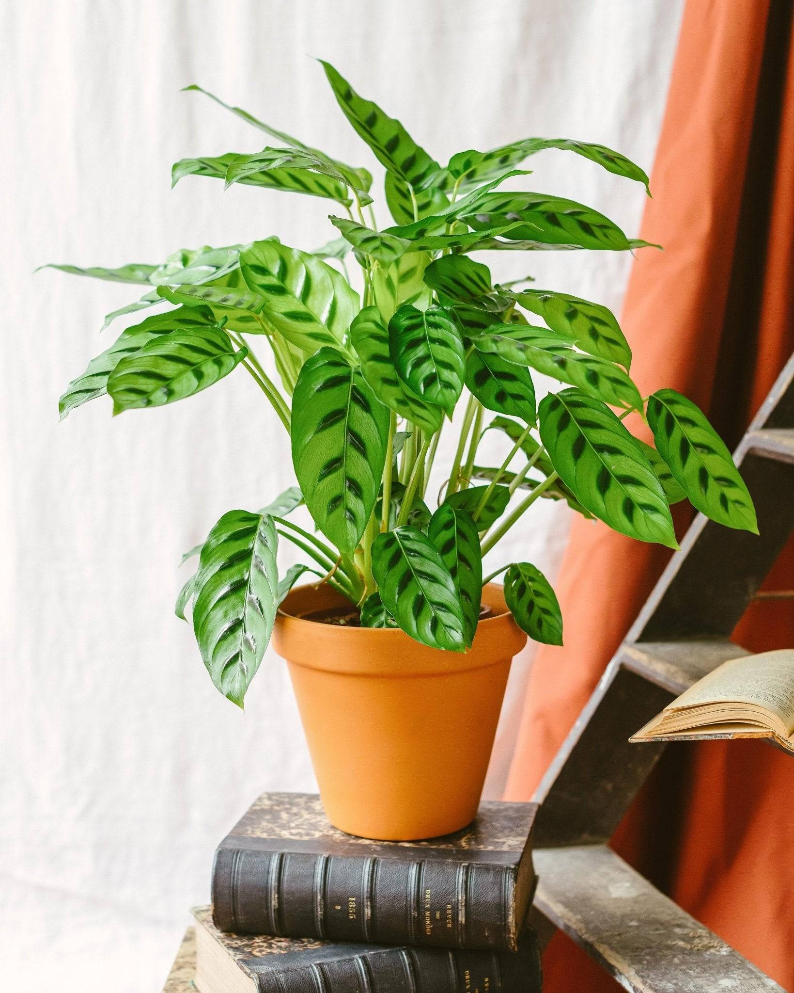 La Green Touch - Calathea Leopardina 65cm - Plante d'intérieur- La Green Touch - Imagen 2