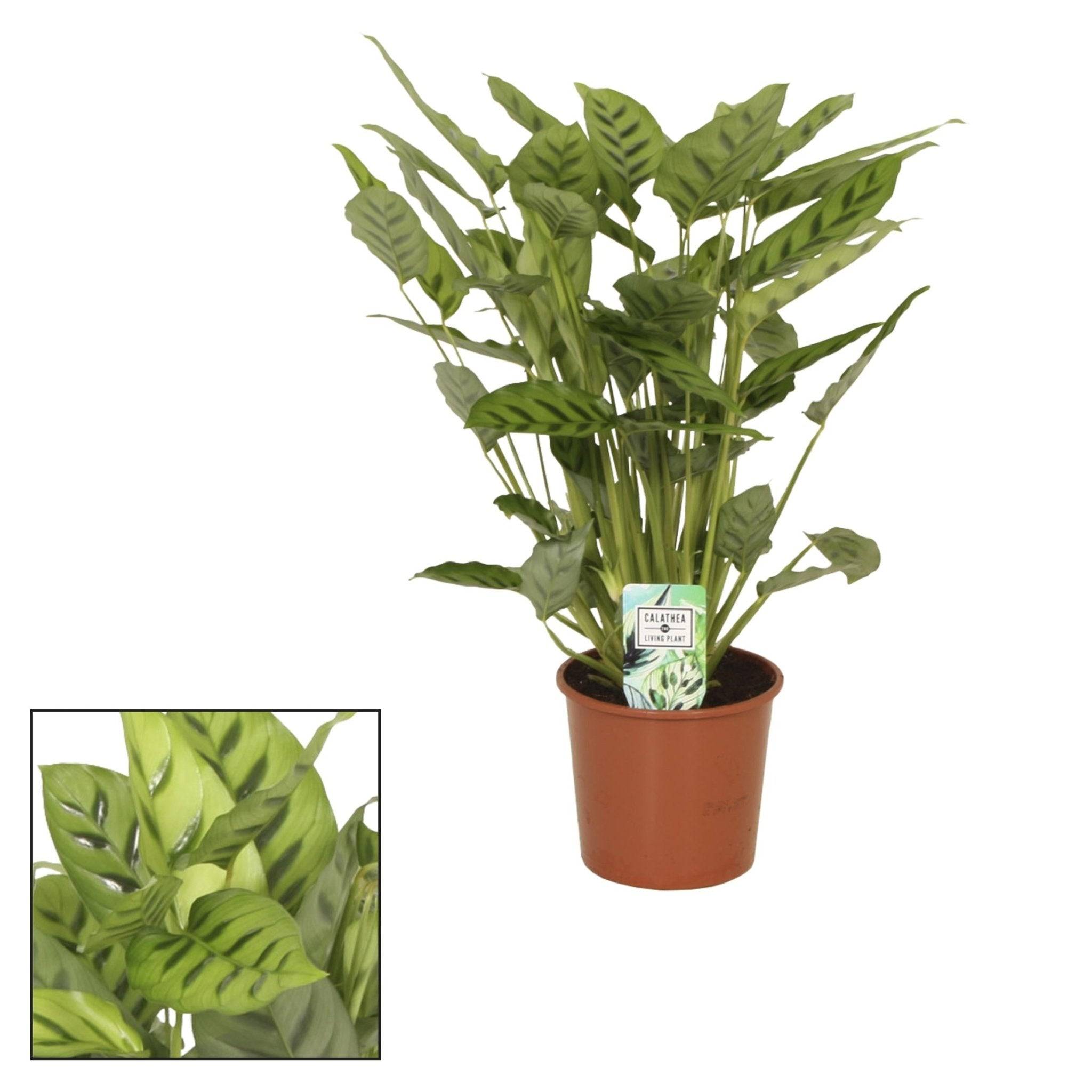 La Green Touch - Calathea Leopardina 65cm - Plante d'intérieur- La Green Touch - Imagen 3