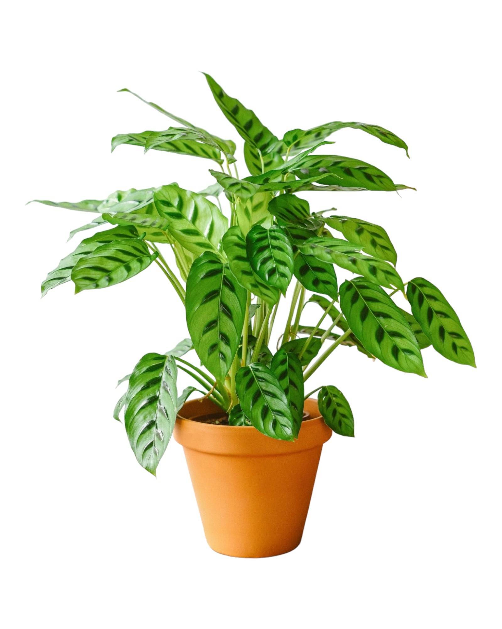 La Green Touch - Calathea Leopardina 65cm - Plante d'intérieur- La Green Touch - Imagen 1