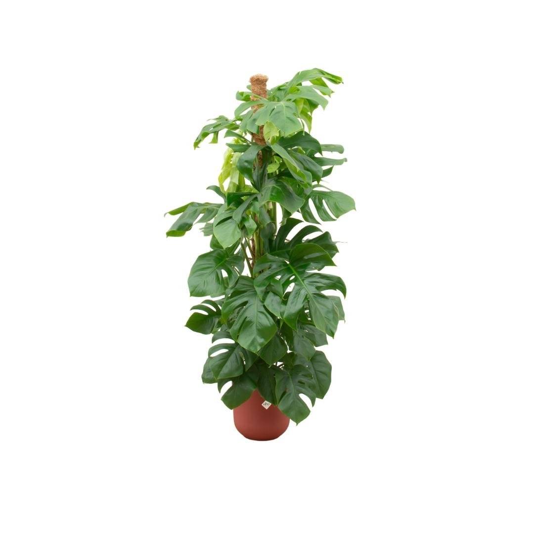 La Green Touch - Monstera Pertusum 150cm et Son Pot Rouge - D26 H150cm