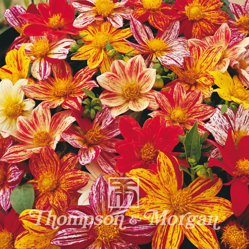 Graines de Dahlia nain Fireworks Mixed en mélange le sachet de 12 graines environ