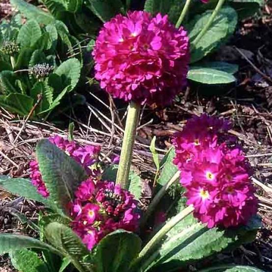 Primevère - Primula denticulata Rubin Godet de 8/9 cm