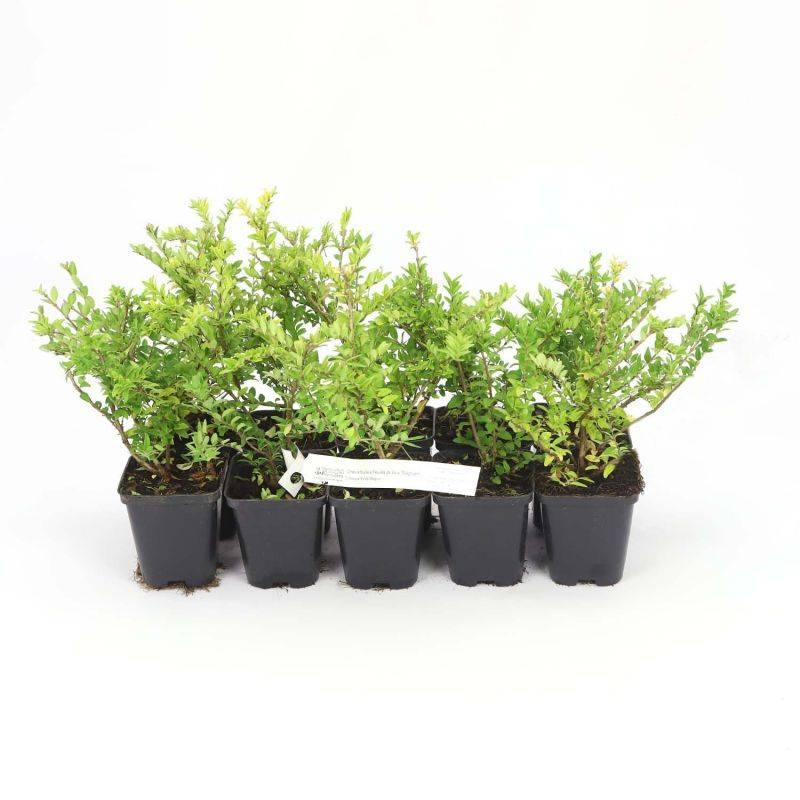 10 Chèvrefeuilles à feuilles de buis 'Maigruen' (Lonicera Nitida 'Maigrun') - Haie de Chèvrefeuille à feuilles de buis -  - Pépinières Naudet - Imagen 3