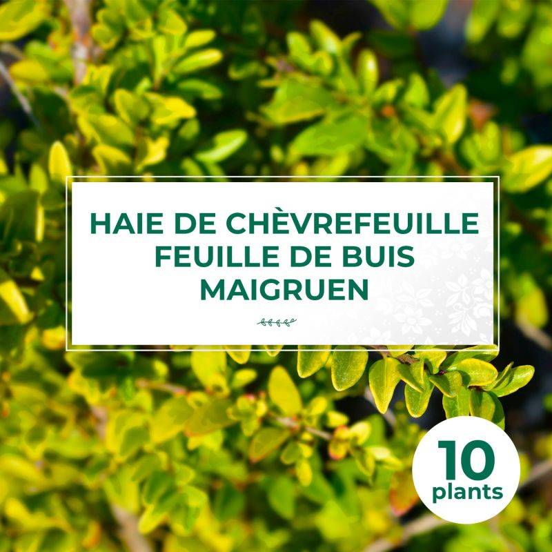 10 Chèvrefeuilles à feuilles de buis 'Maigruen' (Lonicera Nitida 'Maigrun') - Haie de Chèvrefeuille à feuilles de buis -  - Pépinières Naudet - Imagen 1