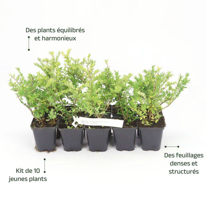 10 Chèvrefeuilles à feuilles de buis 'Maigruen' (Lonicera Nitida 'Maigrun') - Haie de Chèvrefeuille à feuilles de buis -  - Pépinières Naudet - Imagen 4