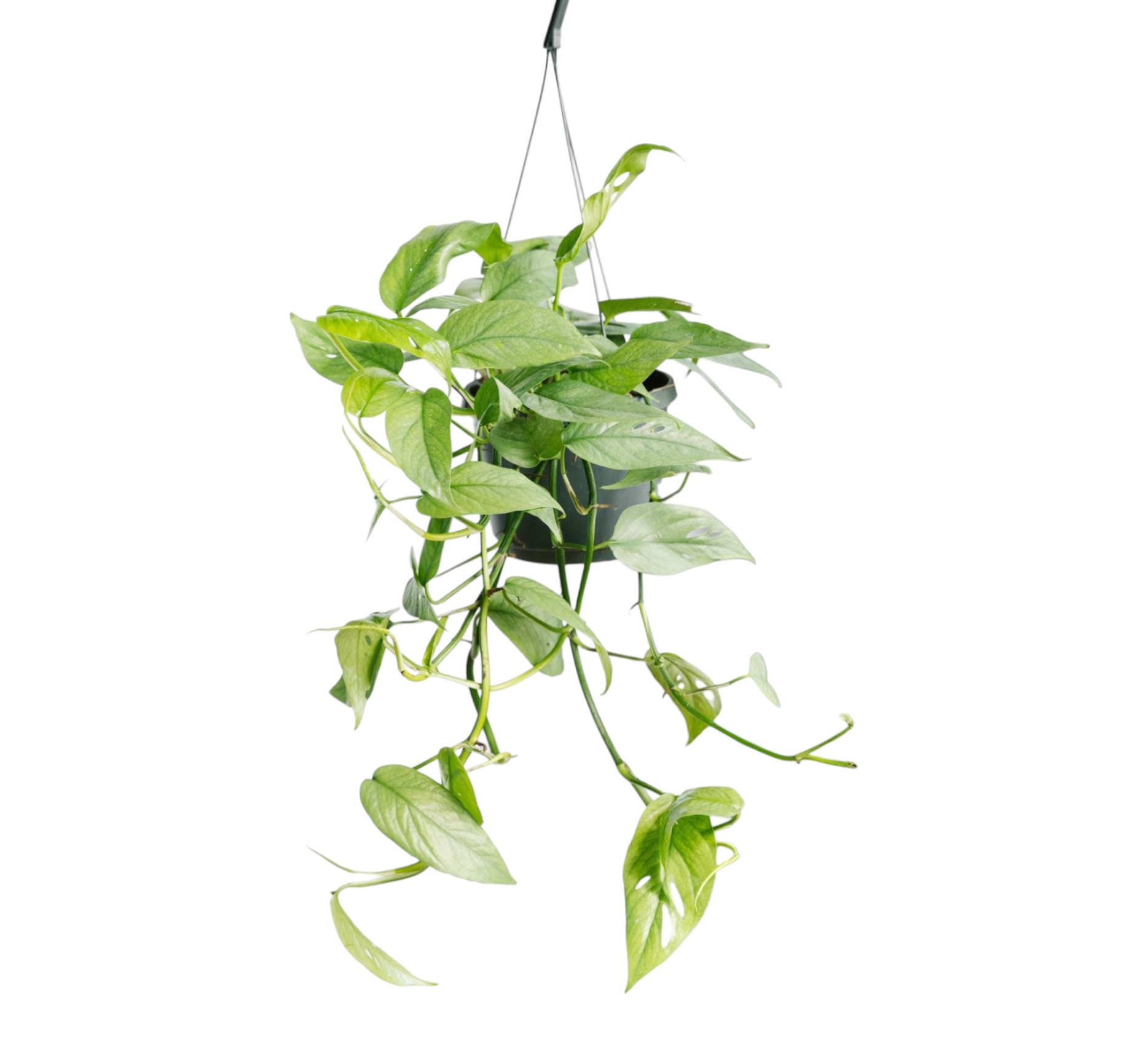 Epipremnum Cebu Blue 45cm - Plante d'intérieur- La Green Touch - Imagen 1