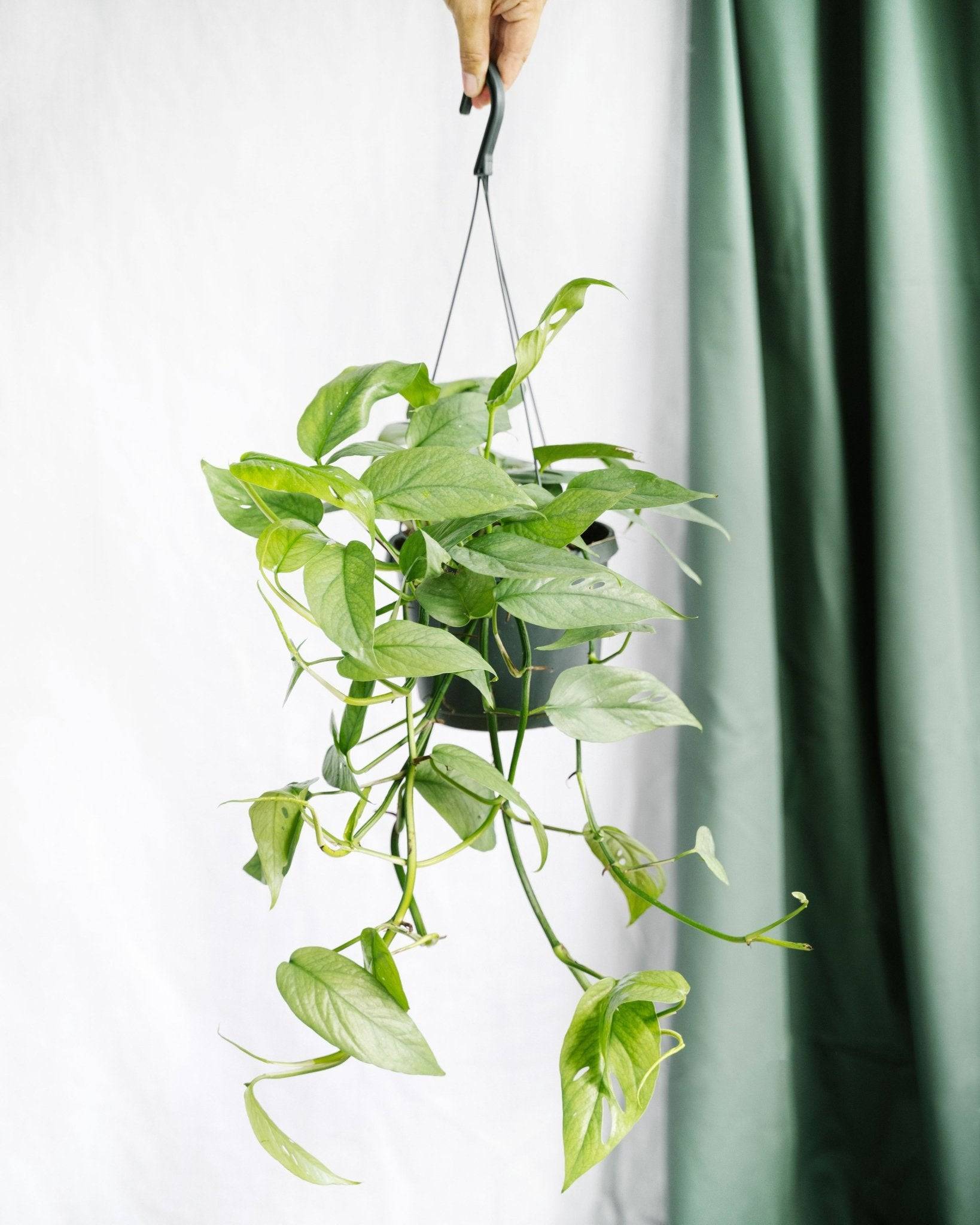 Epipremnum Cebu Blue 45cm - Plante d'intérieur- La Green Touch - Imagen 2