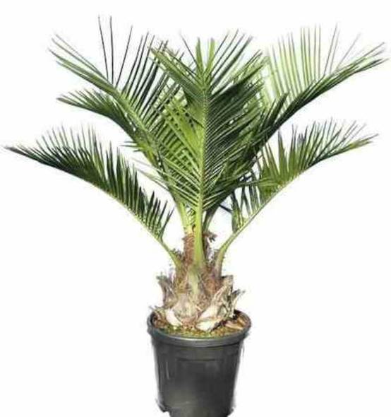 0 - Jubaea chilensis (Cocotier du chili, palmier à vin) Pot 40L - 110/130cm - pied 20/30 - Image 1