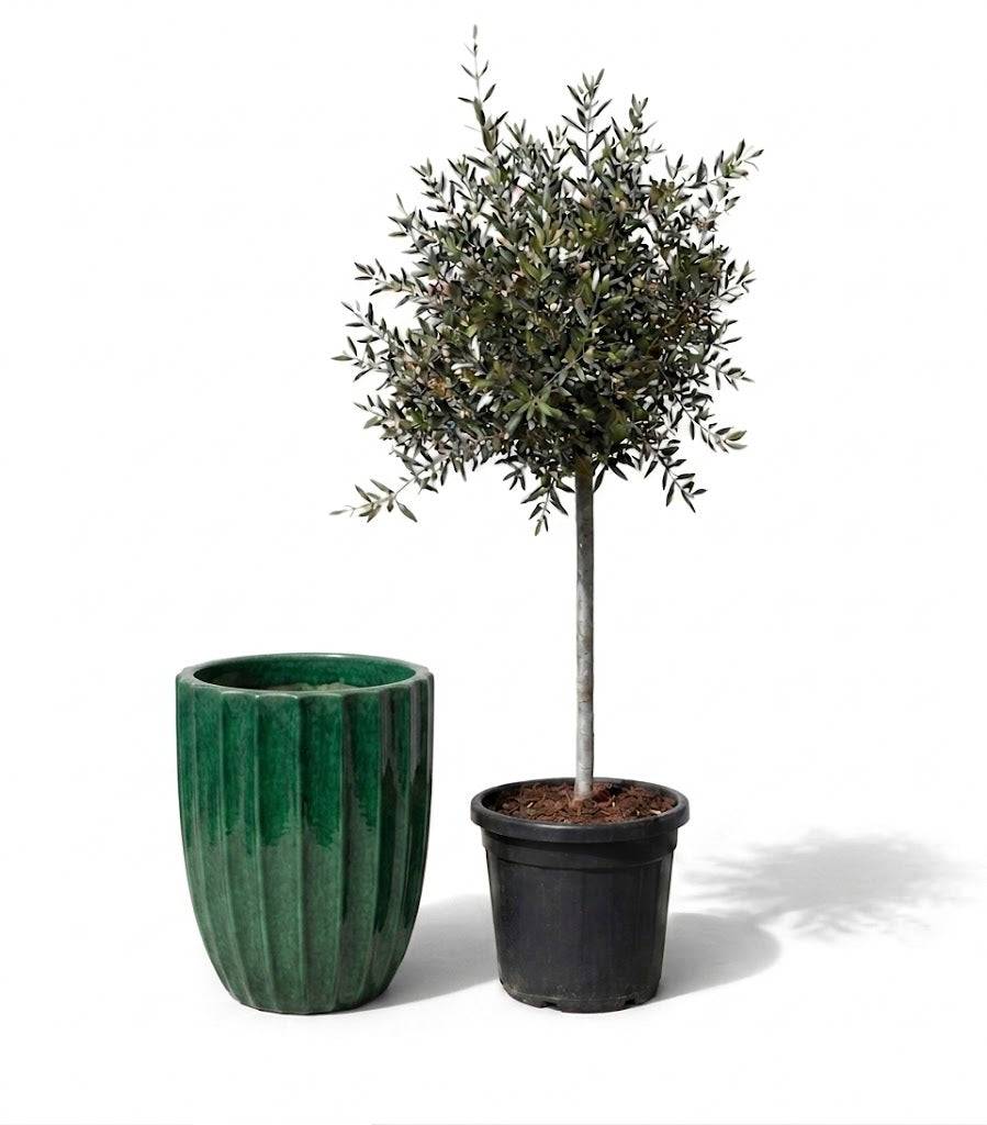 Lot olivier + pot HUGO 44x59cm vert jungle - Image 1