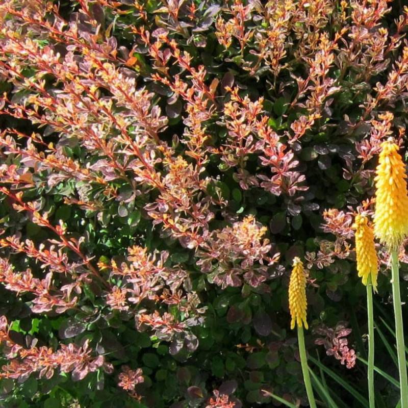 Epine-vinette Admiration®, Berberis à fleurs Jaune/Rouge - feuillage Caduc - Pot de 3L - 20/40 cm