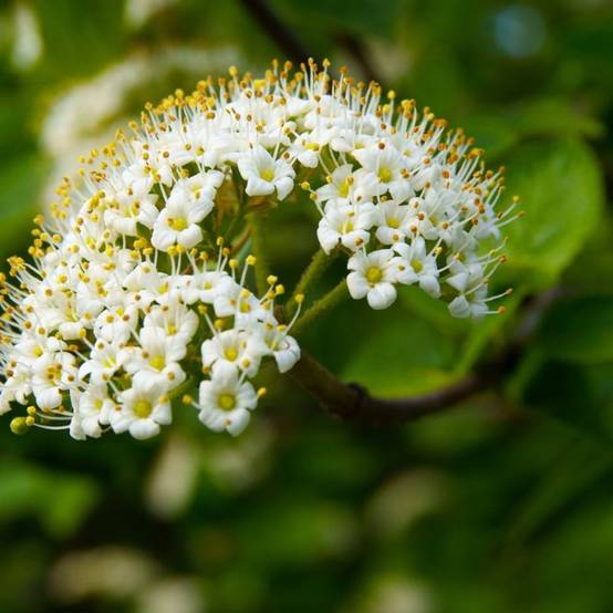 Alisier blanc (Sorbus aria) - Godet - Taille 20/40cm - Pépinières Naudet - Image 2