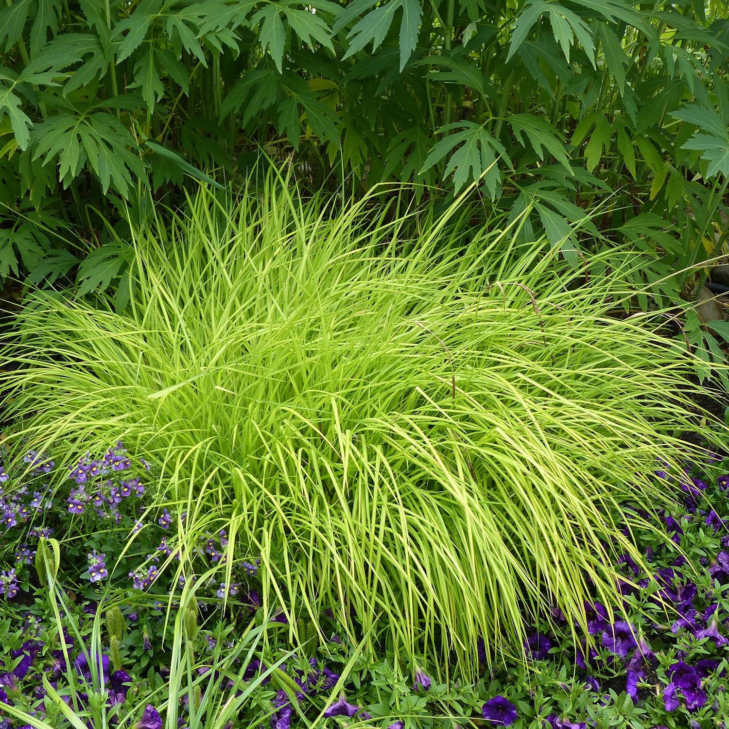 Carex elata Aurea - Laîche dorée Pot de 2L/3L