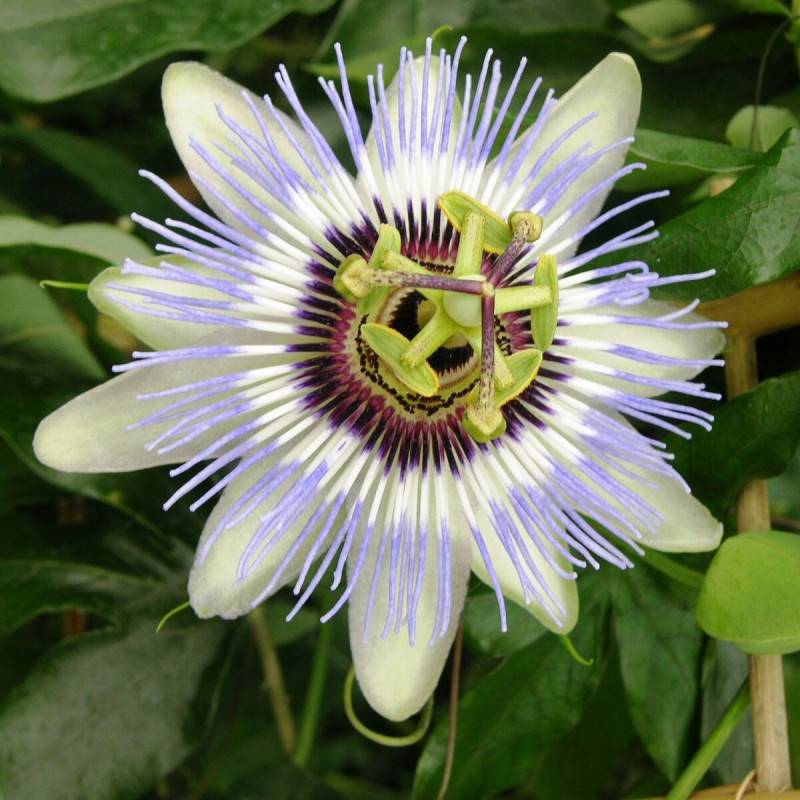 Passiflore Clear Sky® à fleurs Bleue - feuillage Caduc - Pot de 1,5L - Tuteur bambou 30/60 cm-  hauteur à maturité De 2,50 m à 3,00 m - Imagen 6