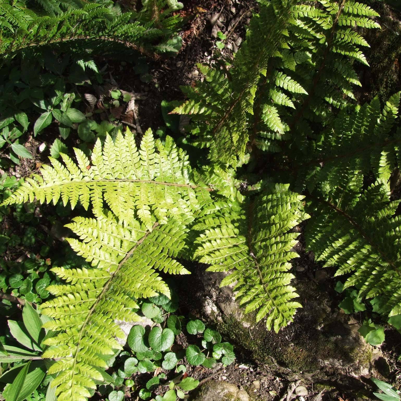 Polystichum braunii - Fougère Godet de 8/9 cm
