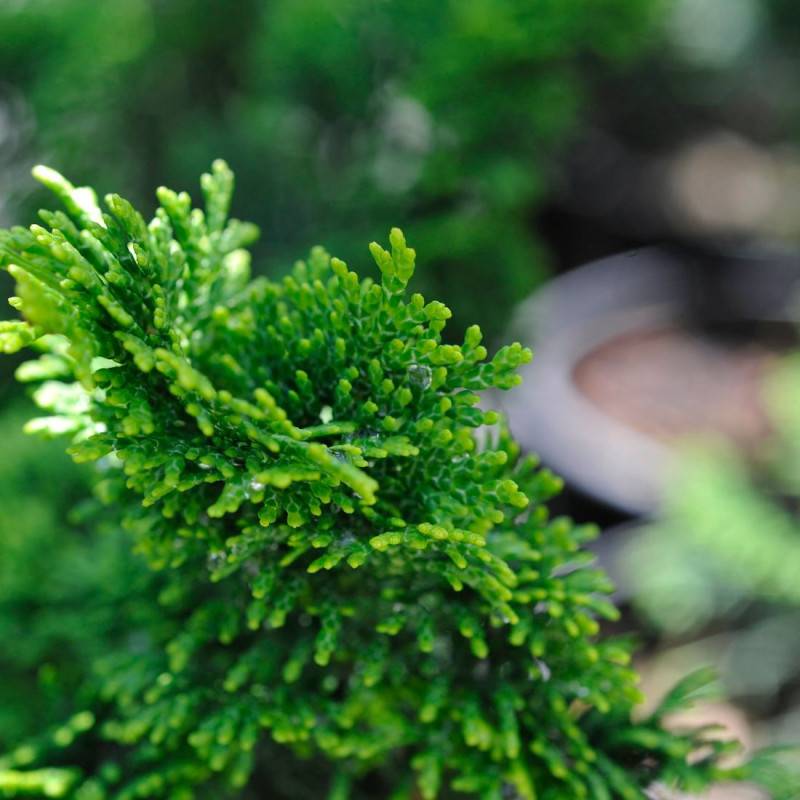 Faux cyprès d'Hinoki Nana Gracilis (Greffée), Chamaecyparis obtusa - Pot de 3L - 20/40 cm - Imagen 4