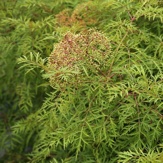 Sureau du Canada - Sambucus canadensis Acutiloba Pot de 3L/4L