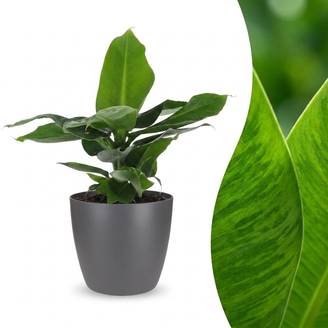 Musa Oriental Dwarf - Bananier nain oriental - Pot de 12cm - 1 plante - Gris - Plantes d'intérieur