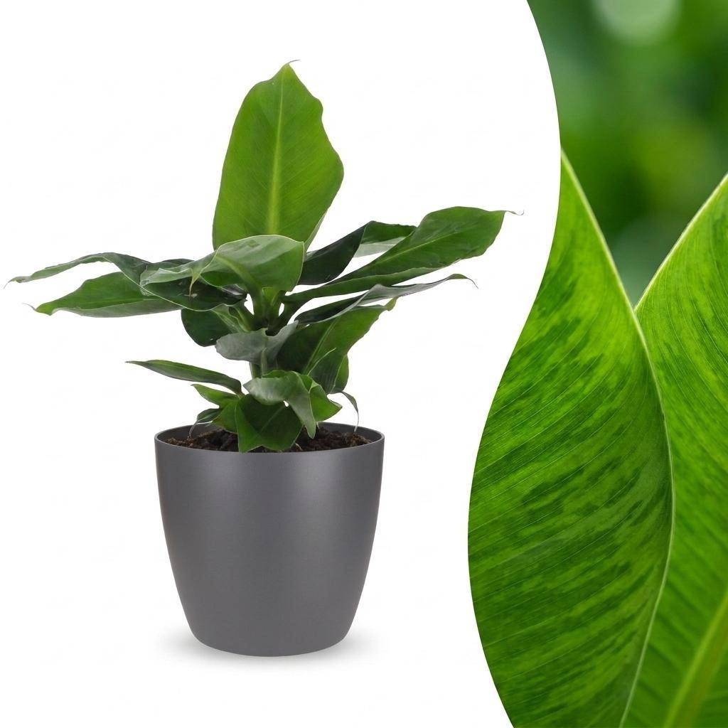 Musa Oriental Dwarf - Bananier nain oriental - Pot de 12cm - 1 plante - Gris - Plantes d'intérieur