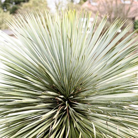 Promesse de Fleurs - Yucca rostrata Sapphire Skies Pot de 3L/4L - Image 1