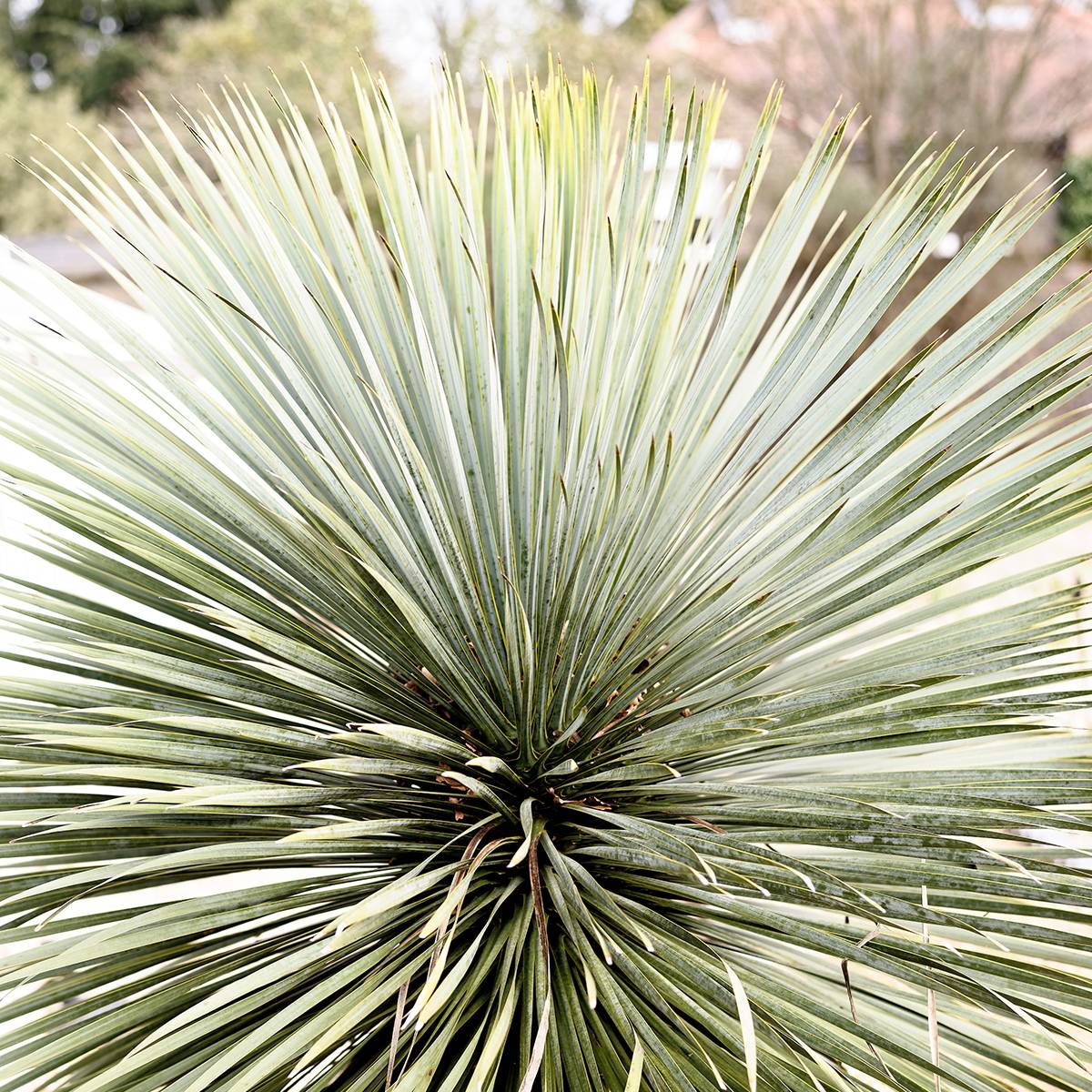 Promesse de Fleurs - Yucca rostrata Sapphire Skies Pot de 3L/4L - Image 1