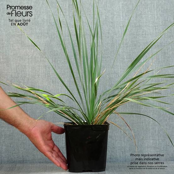 Promesse de Fleurs - Yucca rostrata Sapphire Skies Pot de 3L/4L - Image 2