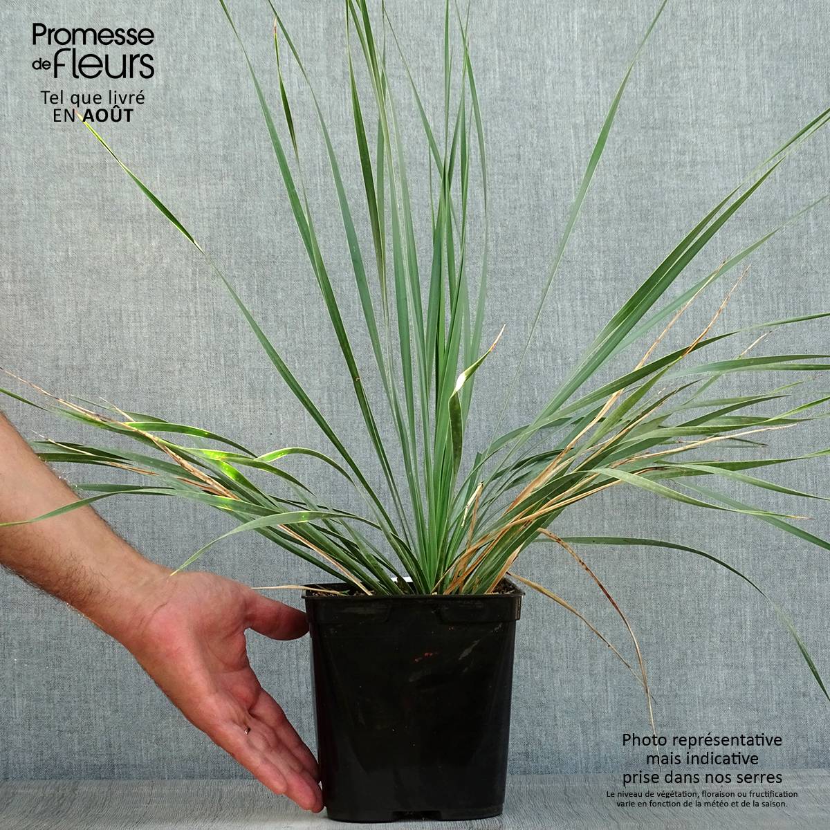 Promesse de Fleurs - Yucca rostrata Sapphire Skies Pot de 3L/4L - Image 2