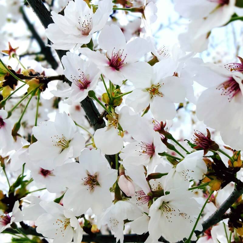 Cerisier bigarreau 'Summit' (Prunus avium 'Summit') - Scion de 150cm - Pépinières Naudet - Imagen 4