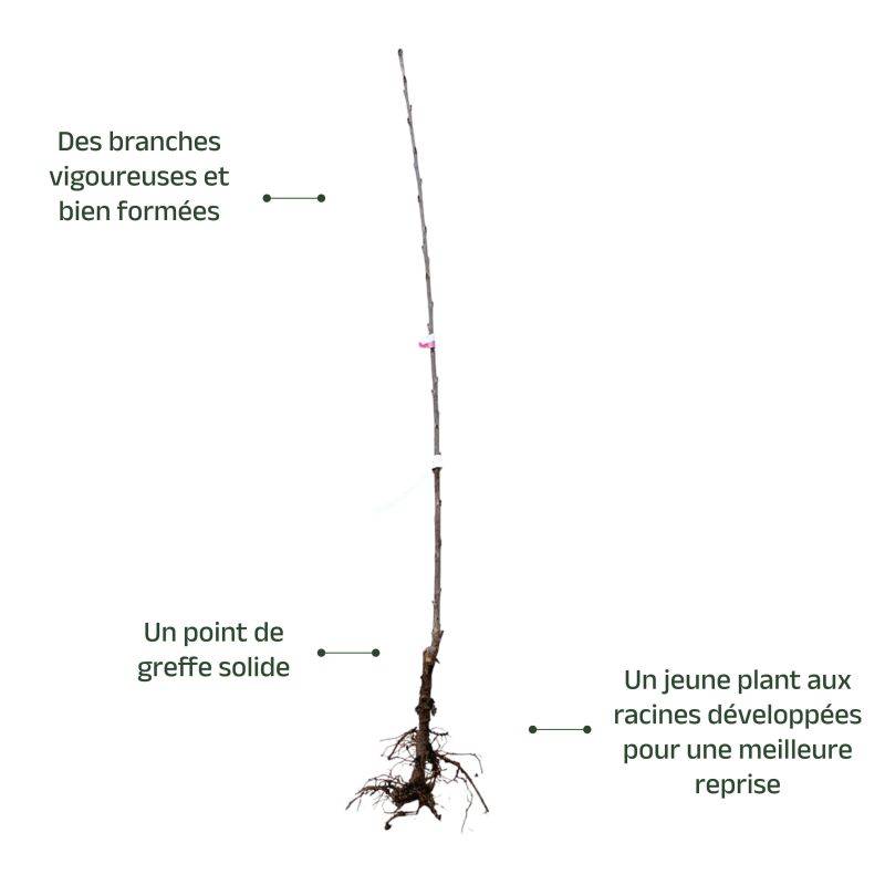 Cerisier bigarreau 'Summit' (Prunus avium 'Summit') - Scion de 150cm - Pépinières Naudet - Imagen 3