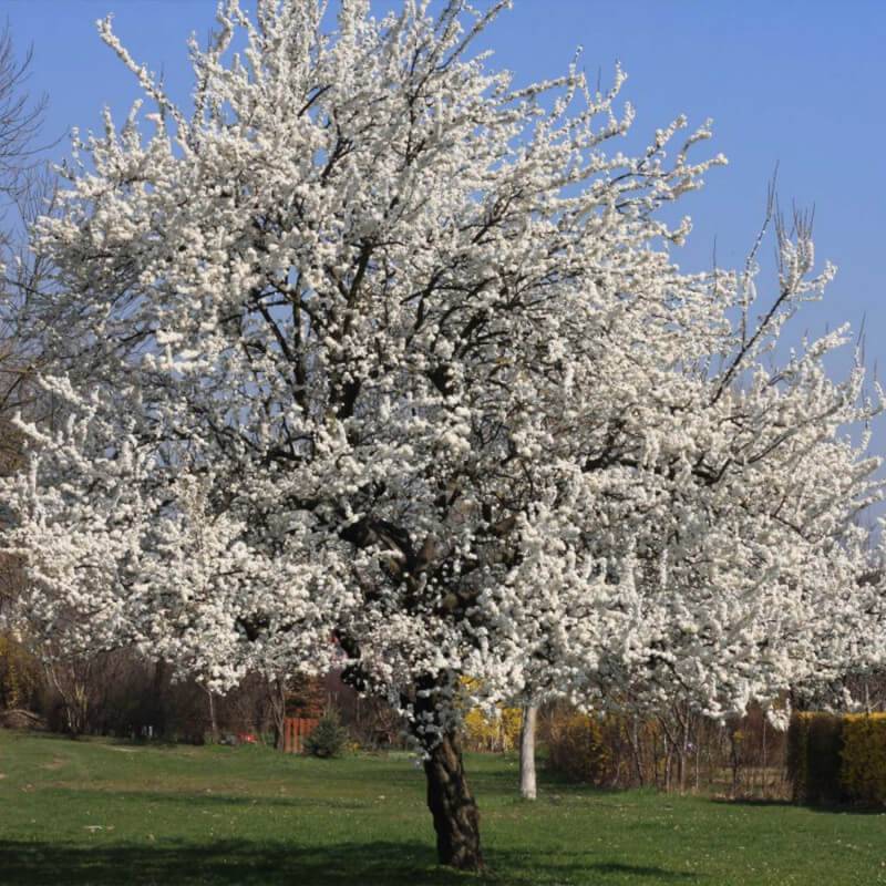 Cerisier bigarreau 'Summit' (Prunus avium 'Summit') - Scion de 150cm - Pépinières Naudet - Imagen 5