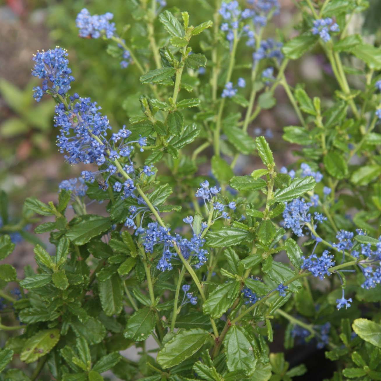 Promesse de Fleurs - Ceanothus Italian Skies - Lilas de Californie Godet de 8/9 cm - Image 1