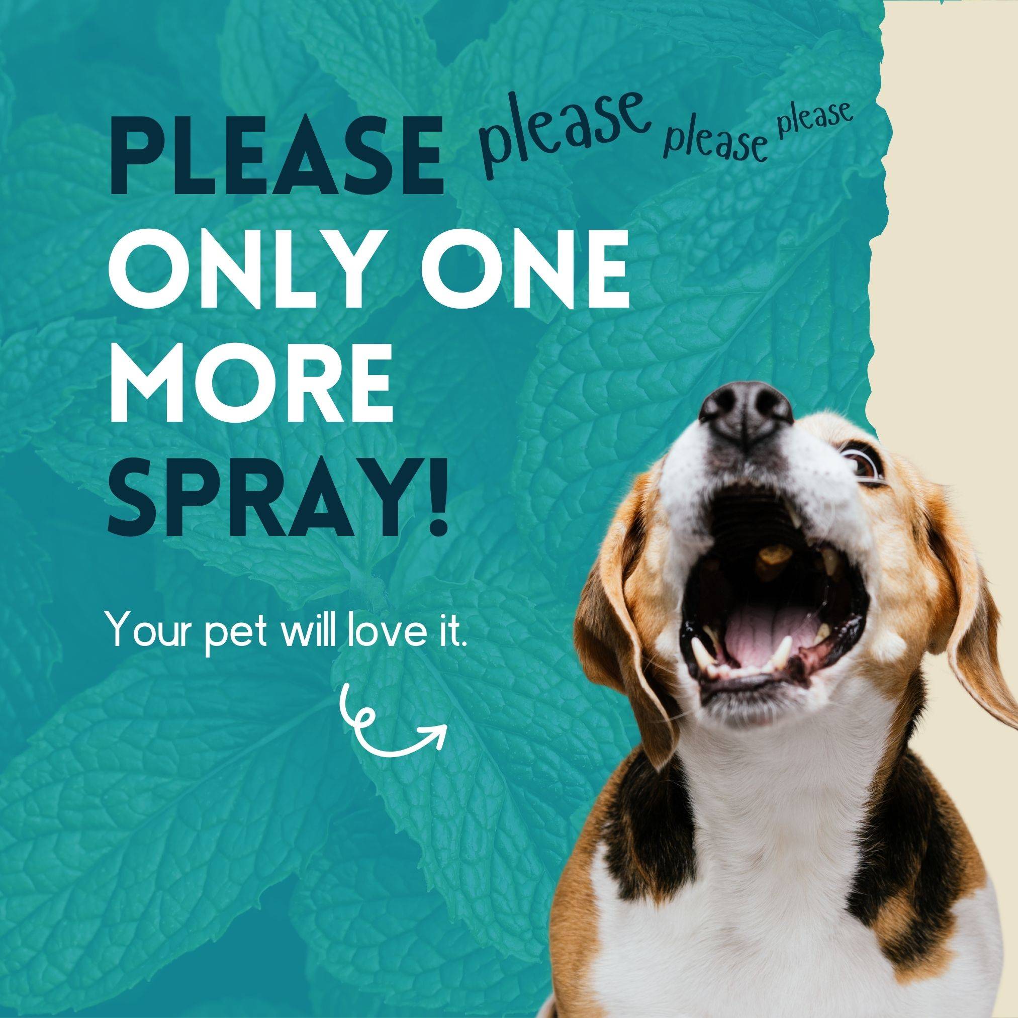 Pray de soin dentaire – spray dentaire pour chiens, chats & animaux domestiques à la menthe (125 ml) | ki:ku - Image 4