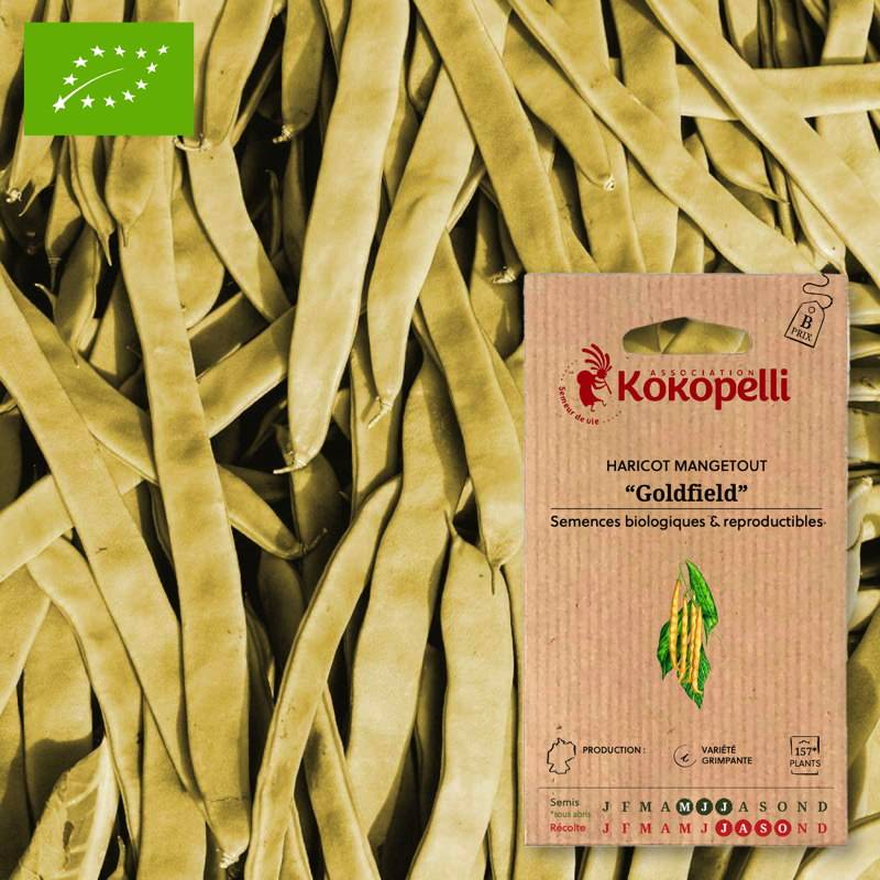 Haricot Mangetout À Rames Goldfield- Graines bio à semer